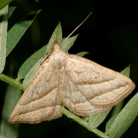 8357 - Slant-lined Owlet Moth - Macrochilo absorptalis