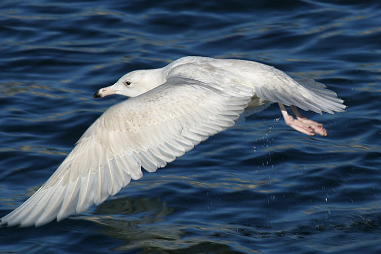 Glaucous Gull