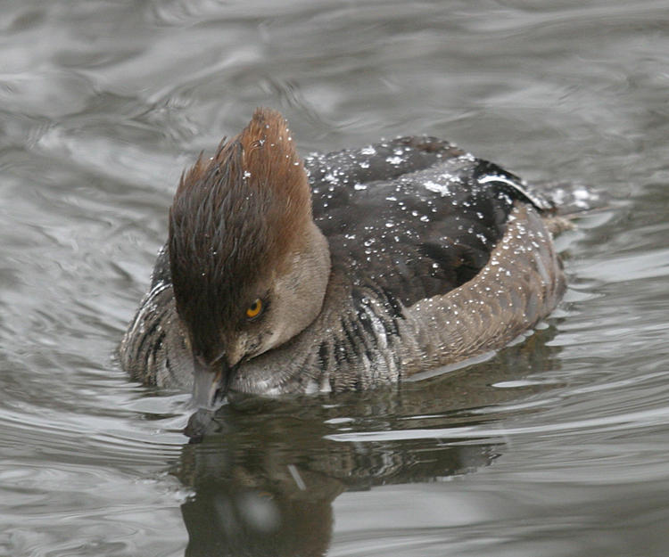 Hooded Merganser - Lophodytes cucullatus (female)