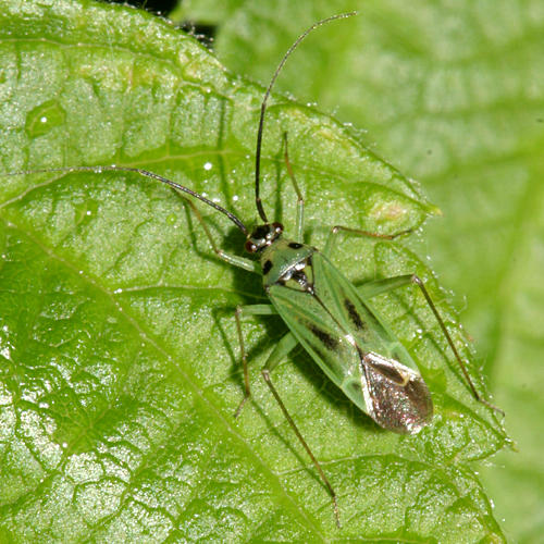 Ilnacora malina