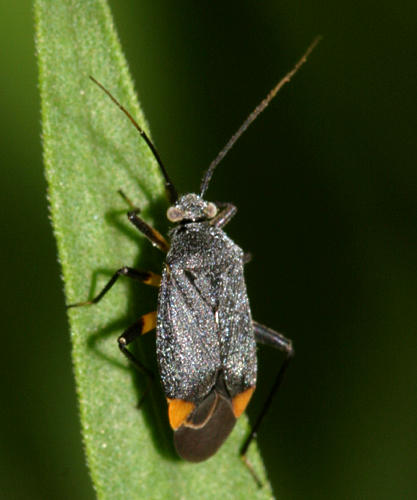 Polymerus venaticus