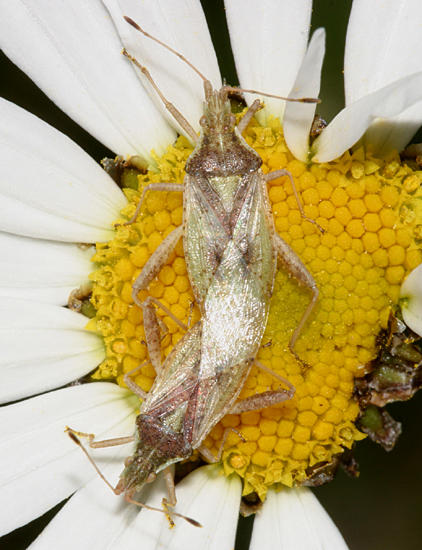Harmostes reflexulus