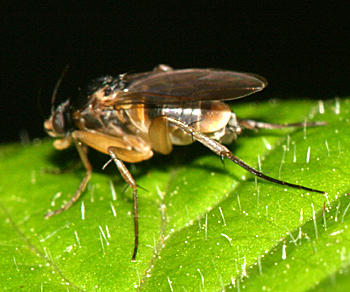 Spiniphora sp. (male)