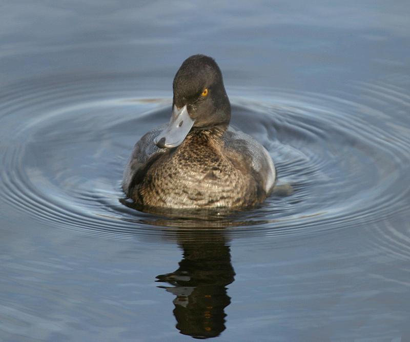Lesser Scaup - Aythya affinis (male)