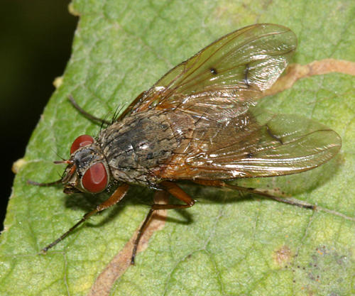 Helina sp.