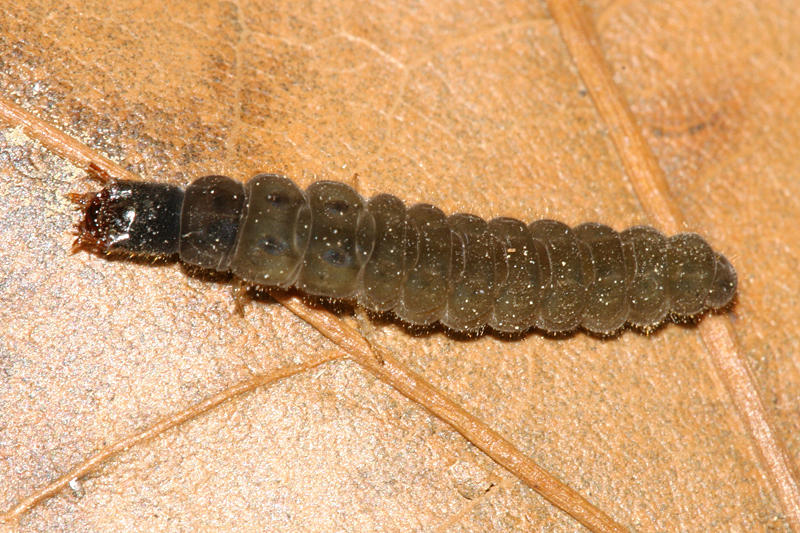  Soldier Beetle larva