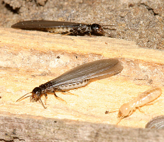 reproductive Eastern Subterranean Termite - Reticulitermes flavipes