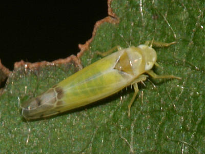 Bramble Leafhopper - Ribautiana tenerrima