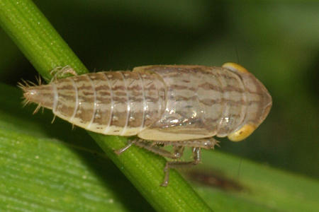 Athysanus argentarius - Silver Leafhopper