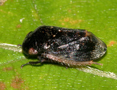  Penthimia americana