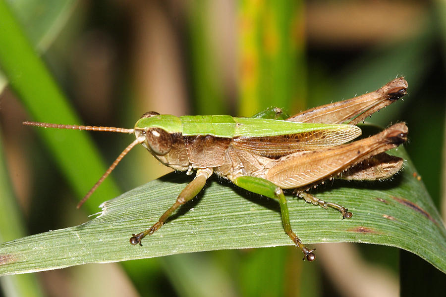 Short-winged Green Grasshopper - Dichromorpha viridis