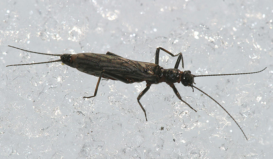 Allocapnia pygmaea (female)