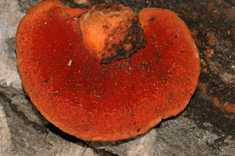  Pycnoporus cinnabarinus