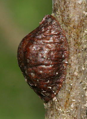  Soft Scale Insect - Coccidae