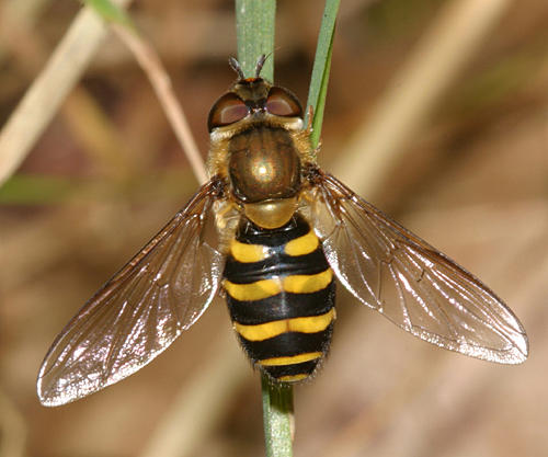 Syrphus sp. (female)
