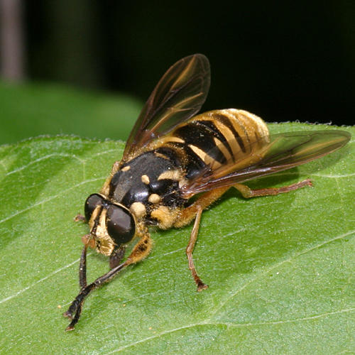 Temnostoma alternans (female)