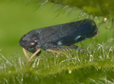 Leafhoppers genus  Limotettix