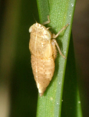  Doratura stylata nymph