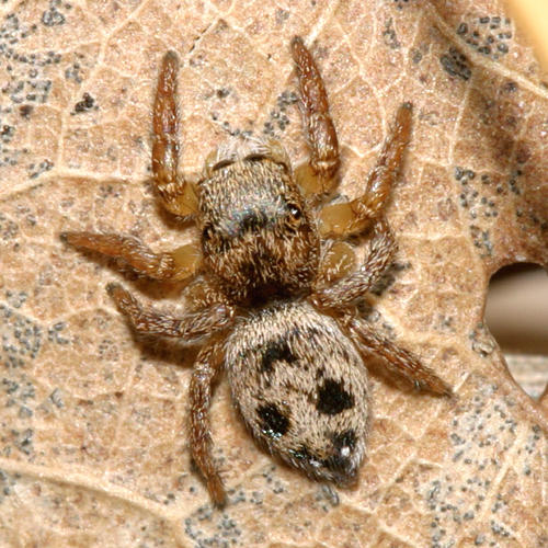 Habronattus decorus (female)
