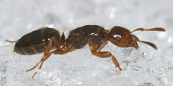 Lasius claviger (queen)