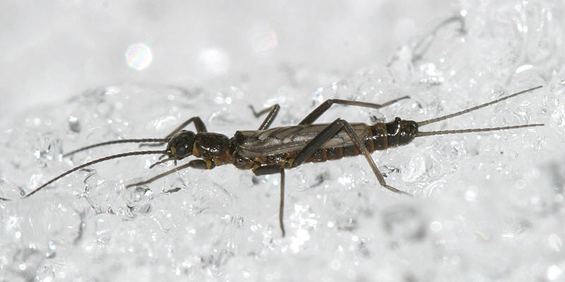 Allocapnia pygmaea (male)