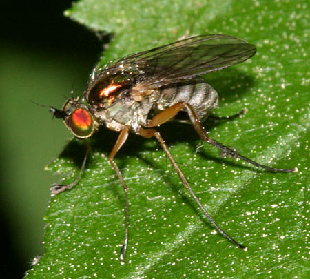 Dolichopus eudactylus group (male)