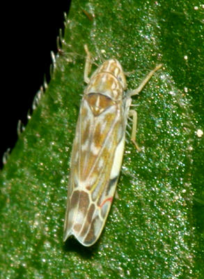 Erasmoneura vulnerata