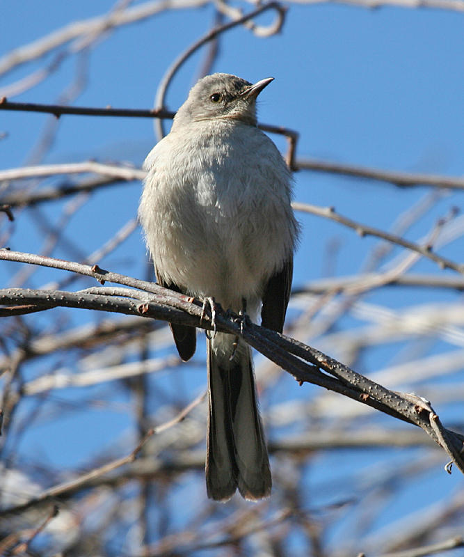 Northern Mockingbird - Mimus polyglottos (immature)