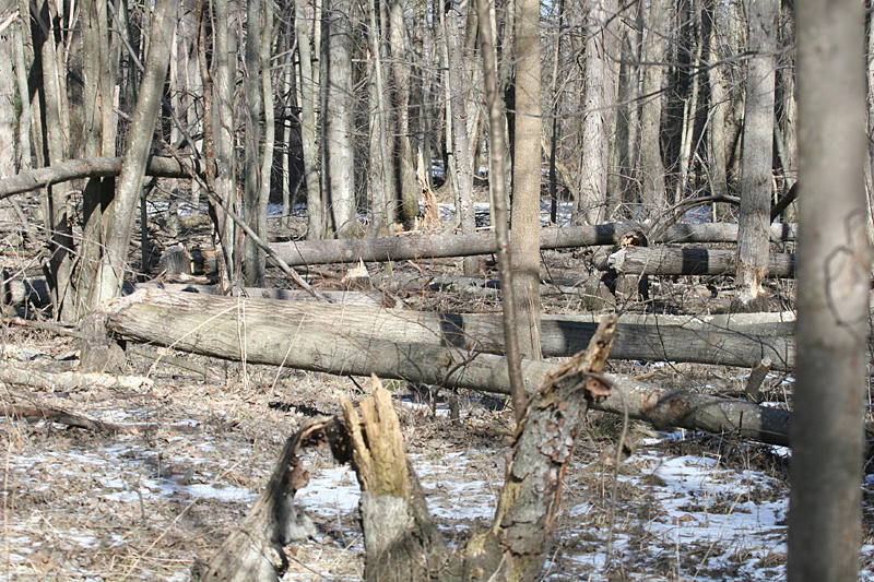 Trees felled by beavers