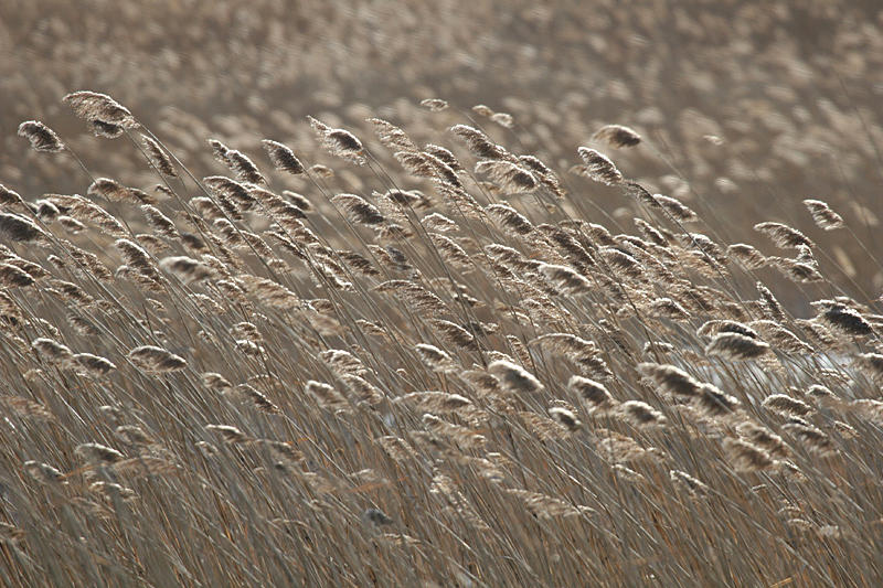 Salt Marsh Grass