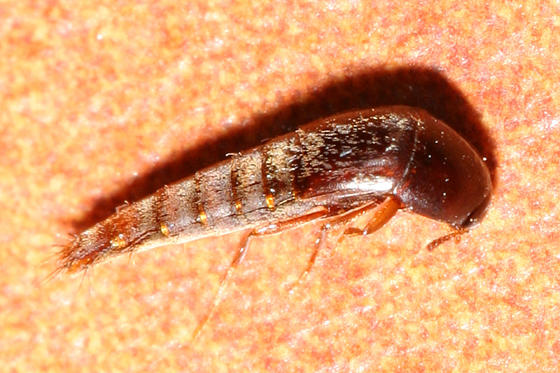 Sepedophilus sp.