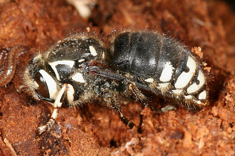 Dolichovespula maculata (Bald-faced Hornet)