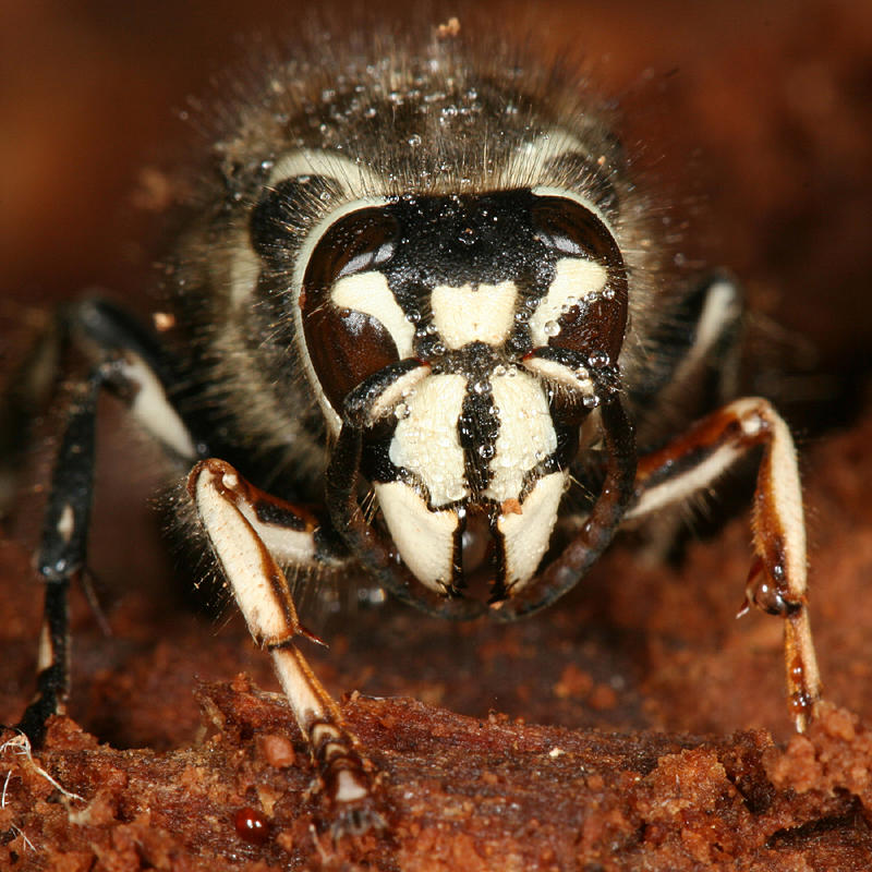 Dolichovespula maculata (Bald-faced Hornet)