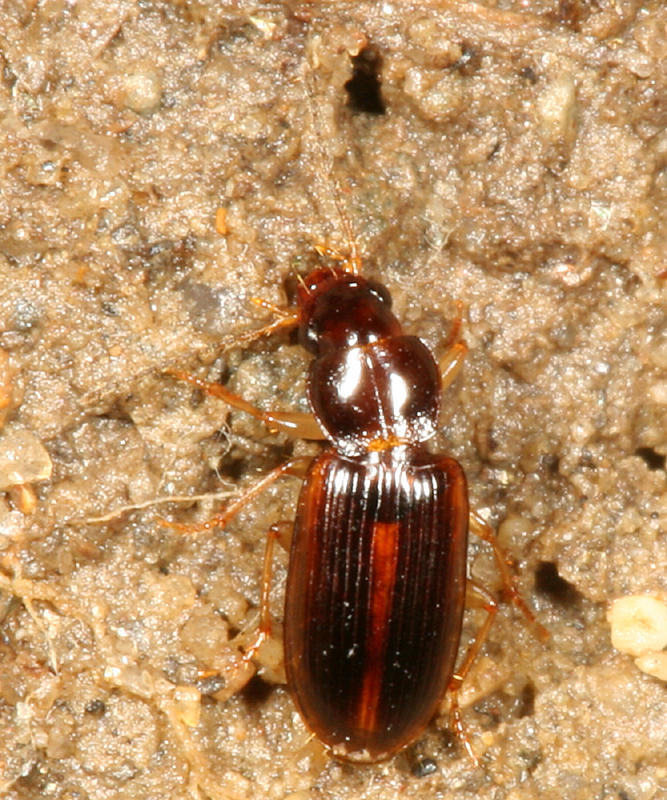Bradycellus ruprestris
