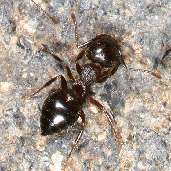 Acrobat Ant - Crematogaster cerasi