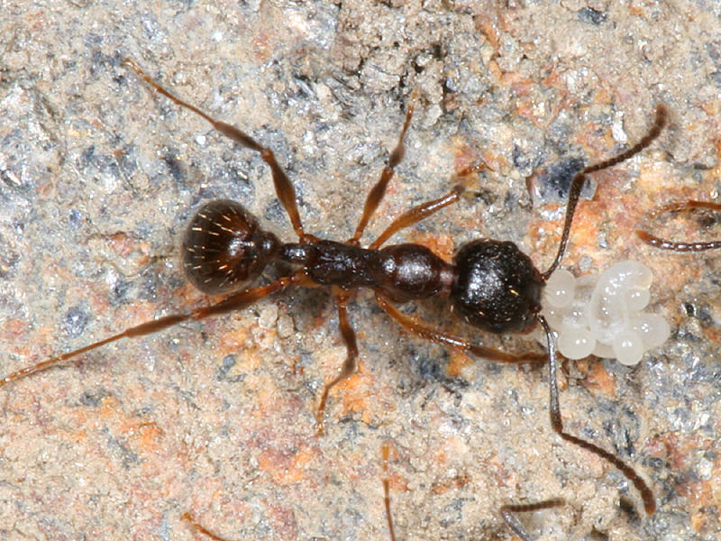Aphaenogaster (subgenus Attomyrma)