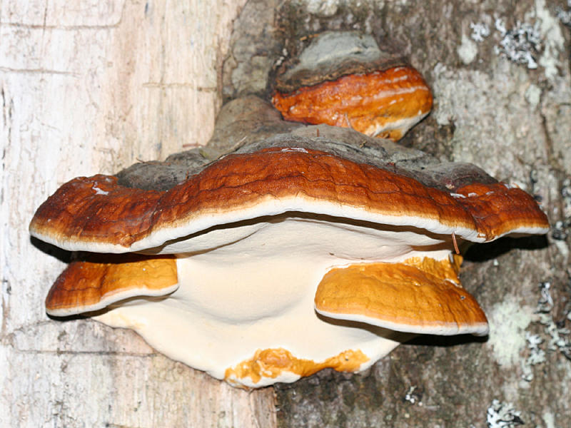  Northern Red Belt - Fomitopsis mounceae 