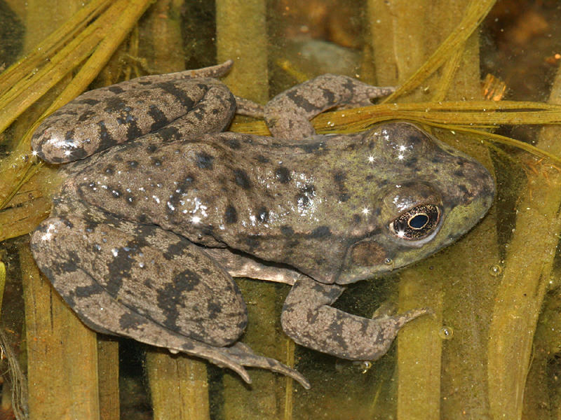 Green Frog - Lithobates clamitans