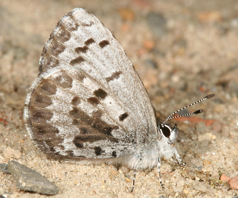 Eastern Spring Azure - Celastrina lucia