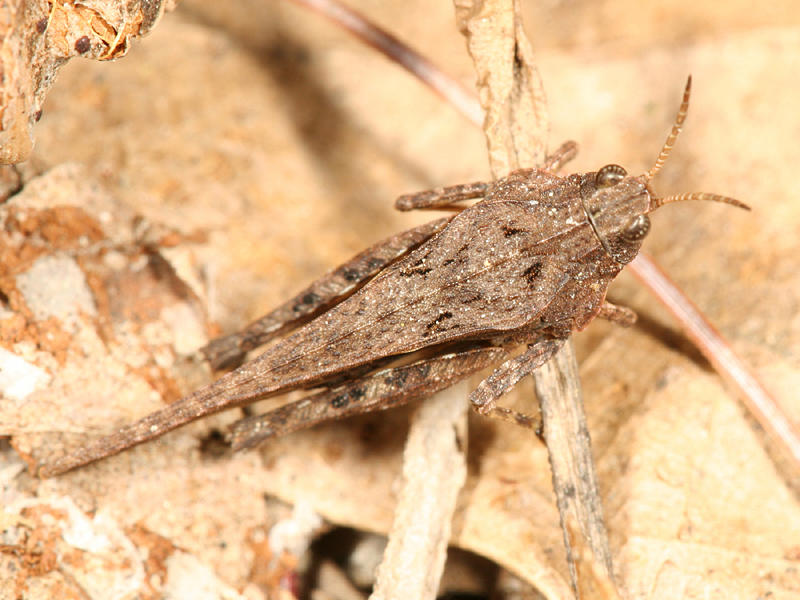 Tetrix subulata