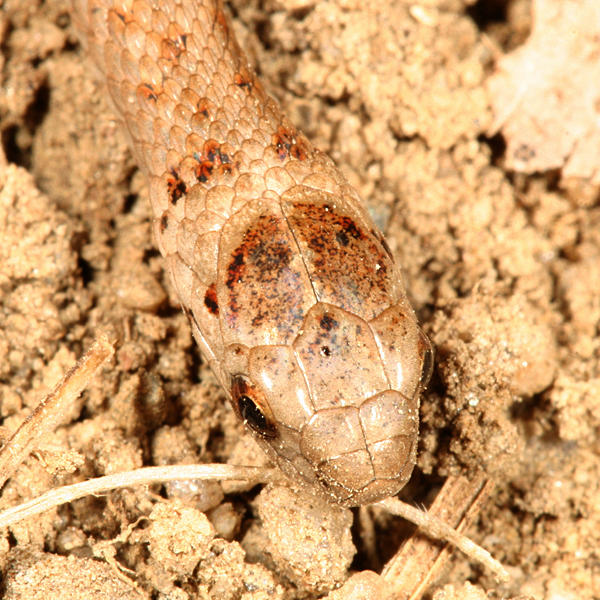 Northern Brown Snake - Storeria dekayi