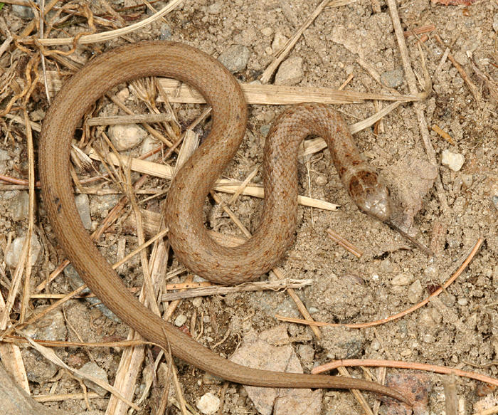 Northern Brown Snake - Storeria dekayi