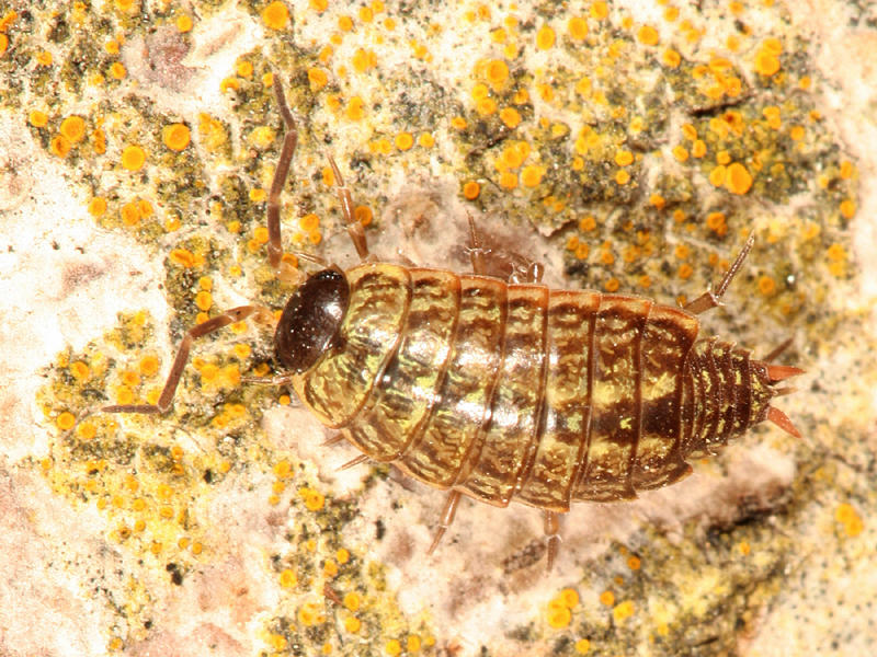 Philoscia muscorum