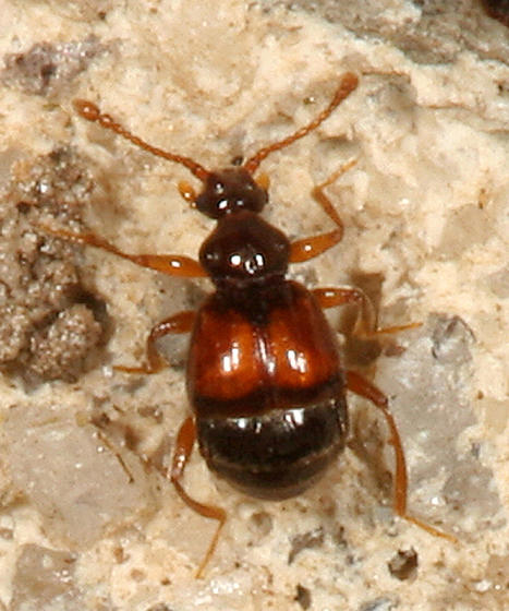 Reichenbachia sp.