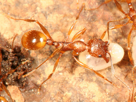Aphaenogaster undescribed-near-rudis