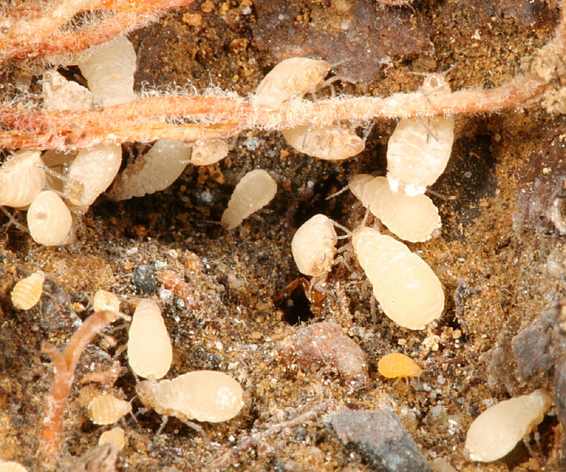 root aphids