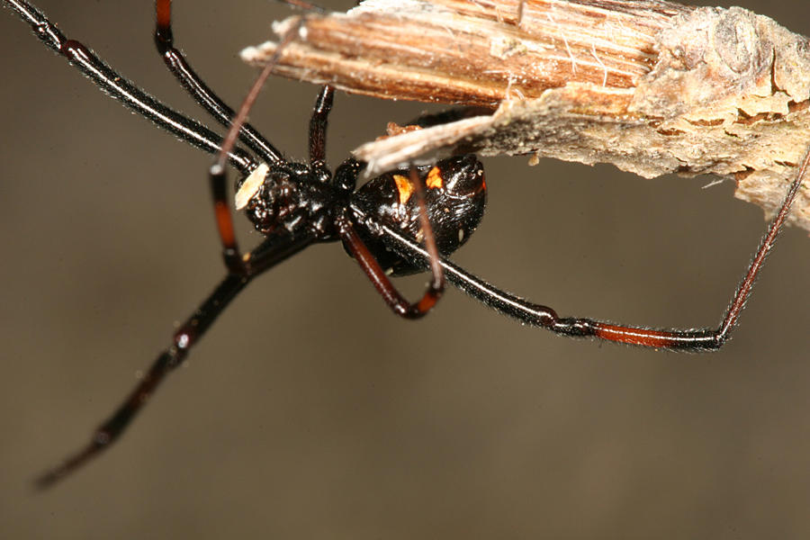 male Northern Black Widow - Latrodectus variolus