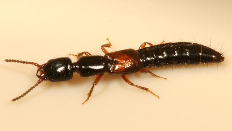 Nudobius sp.