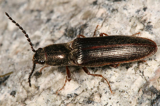 Ctenicera cylindriformis