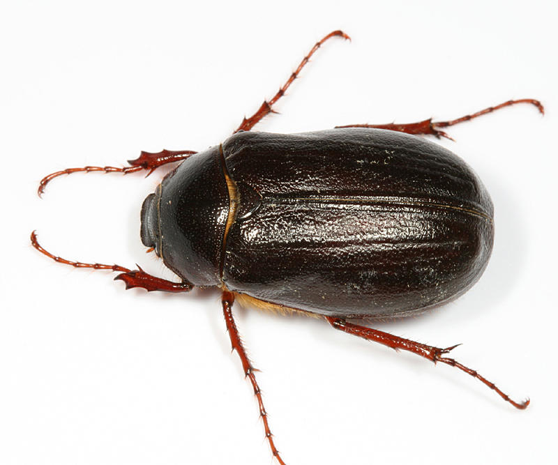 Phyllophaga anxia